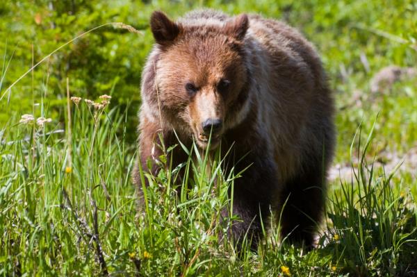 Jenny Gusse and Doug Inglis were killed by a grizzly bear while on a canoe trip in northern Saskatchewan.