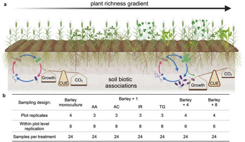 Increasing plant diversity in agriculture can promote soil carbon sequestration 